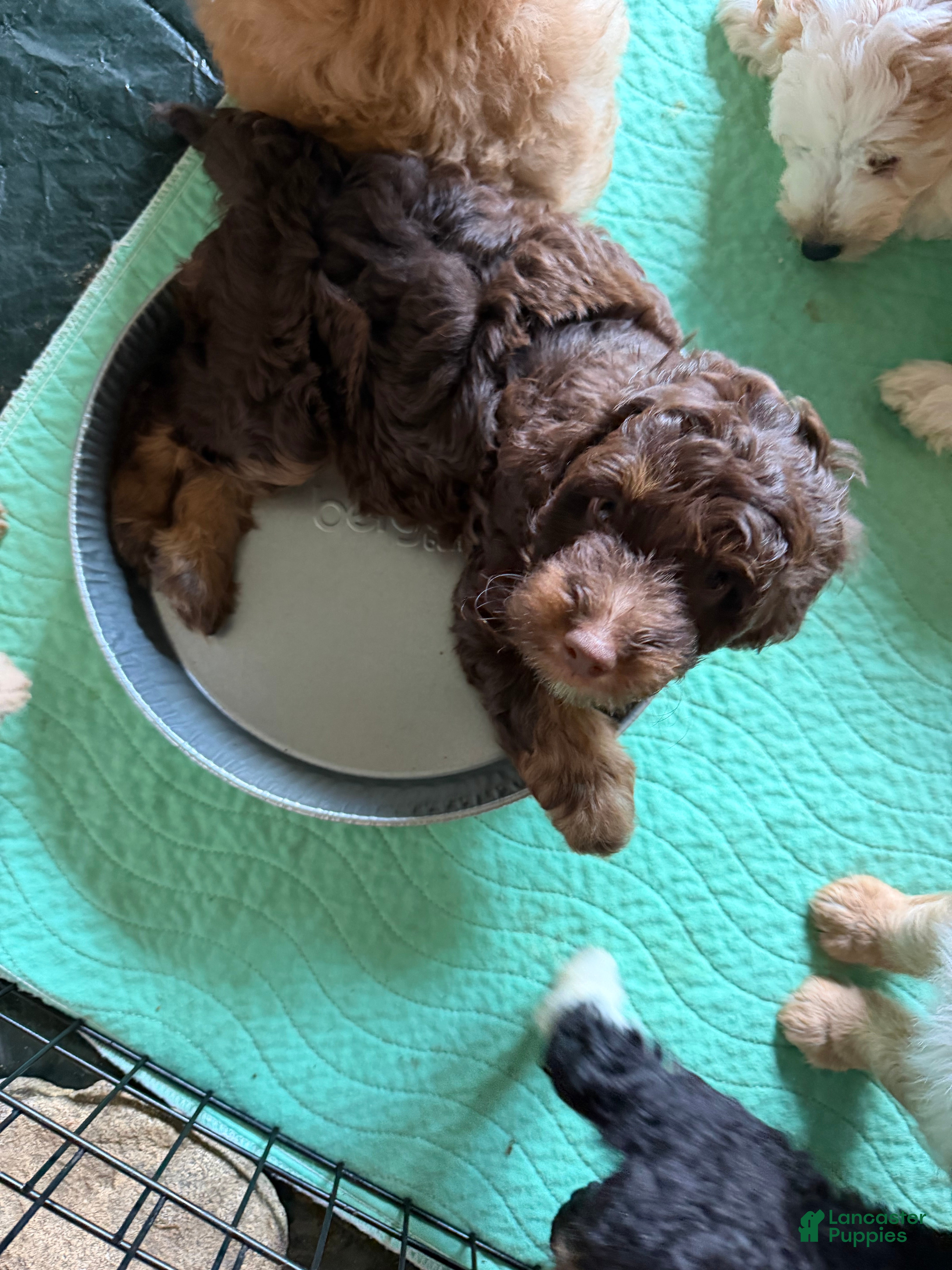 Aussiedoodle dogs Devins - Ad 2
