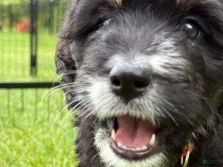Bernedoodle dogs Candy - Ad 6