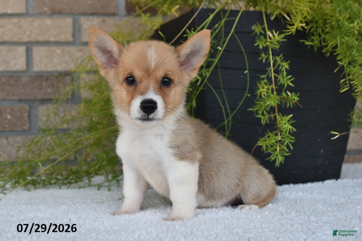 Welsh Corgi Pembroke dogs for sale: Terry - Ad 1