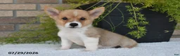 Welsh Corgi Pembroke dogs for sale: Terry - Ad 1
