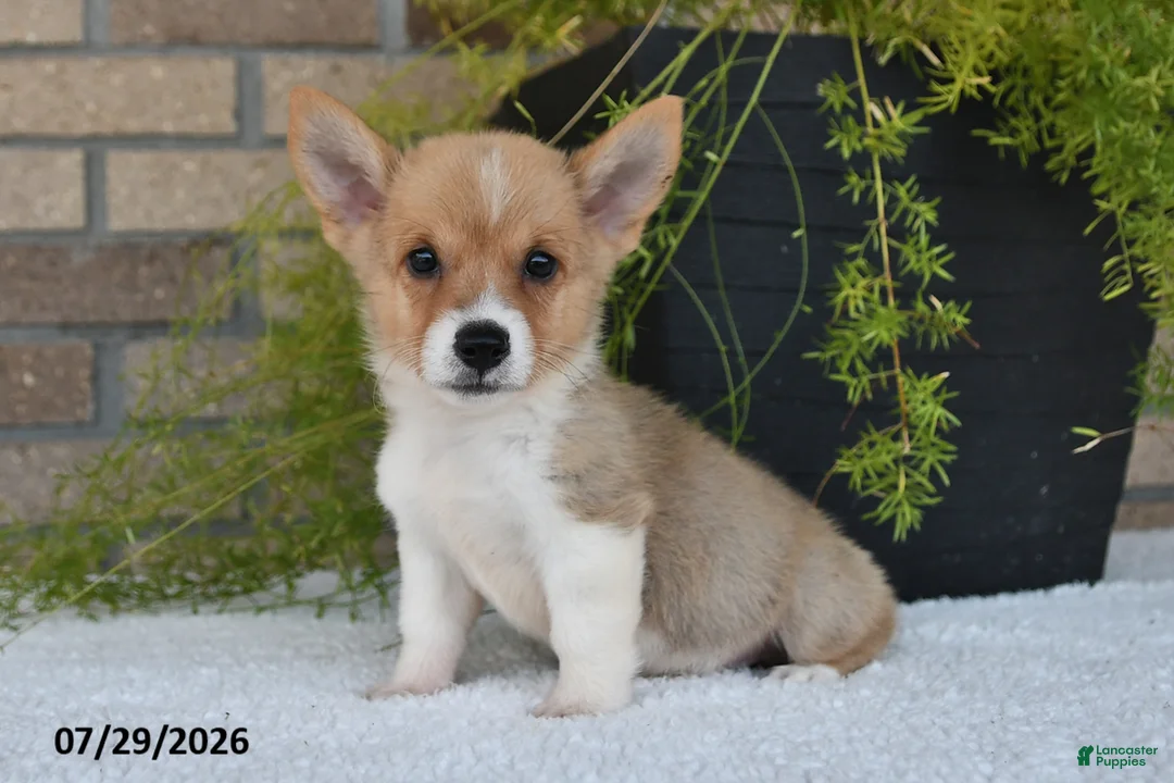 Welsh Corgi Pembroke dogs for sale: Terry - Ad 1