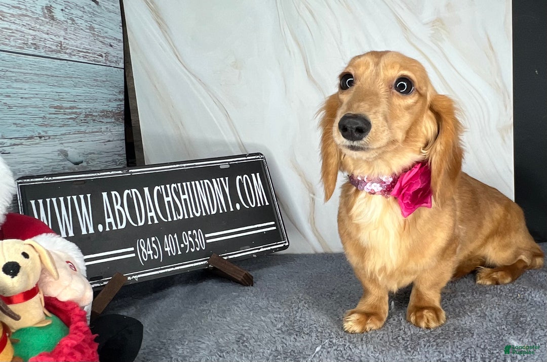 Miniature Dachshund dogs for sale: Female import puppy- uses pads - Ad 13