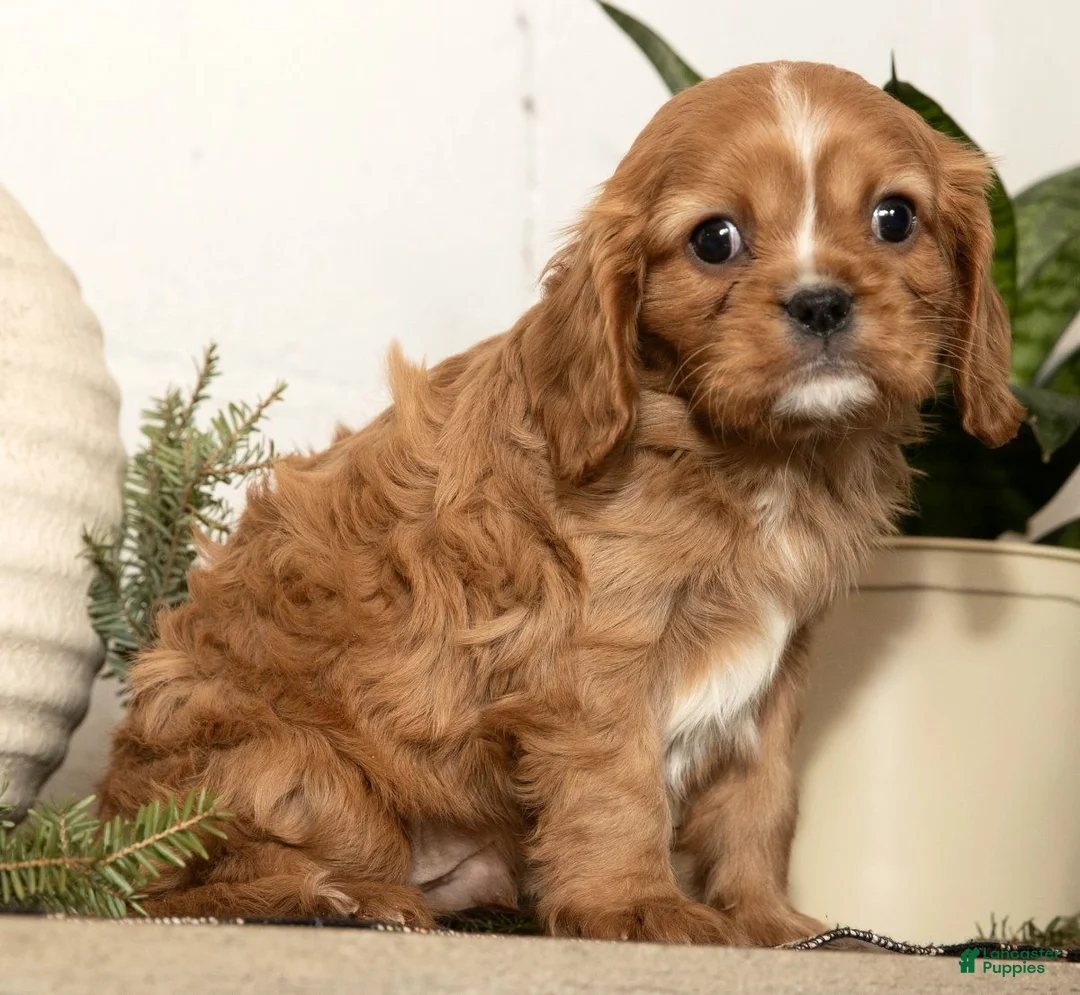 Cavalier King Charles Spaniel dogs for sale: Dash - Ad 2