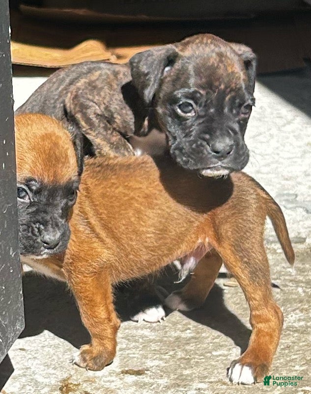 Boxer dogs Boxer 2 - Ad 6