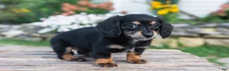 Miniature Dachshund dogs for sale: Lulu - Ad 3