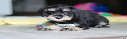 Miniature Schnauzer dogs for sale: Arthur - Ad 3