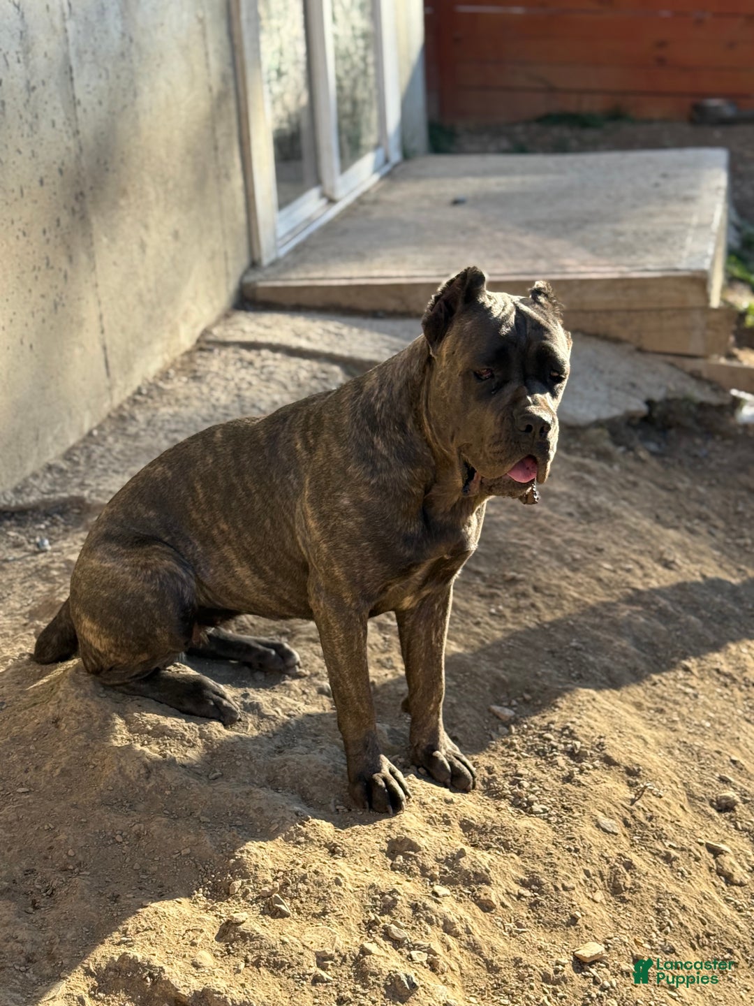 Cane Corso dogs for sale: Cane Corso Puppy 2 - Ad 3