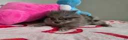Pomeranian dogs for sale: Peaches  - Ad 5
