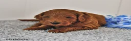 Mini Goldendoodle dogs for sale: Sawyer - Ad 10