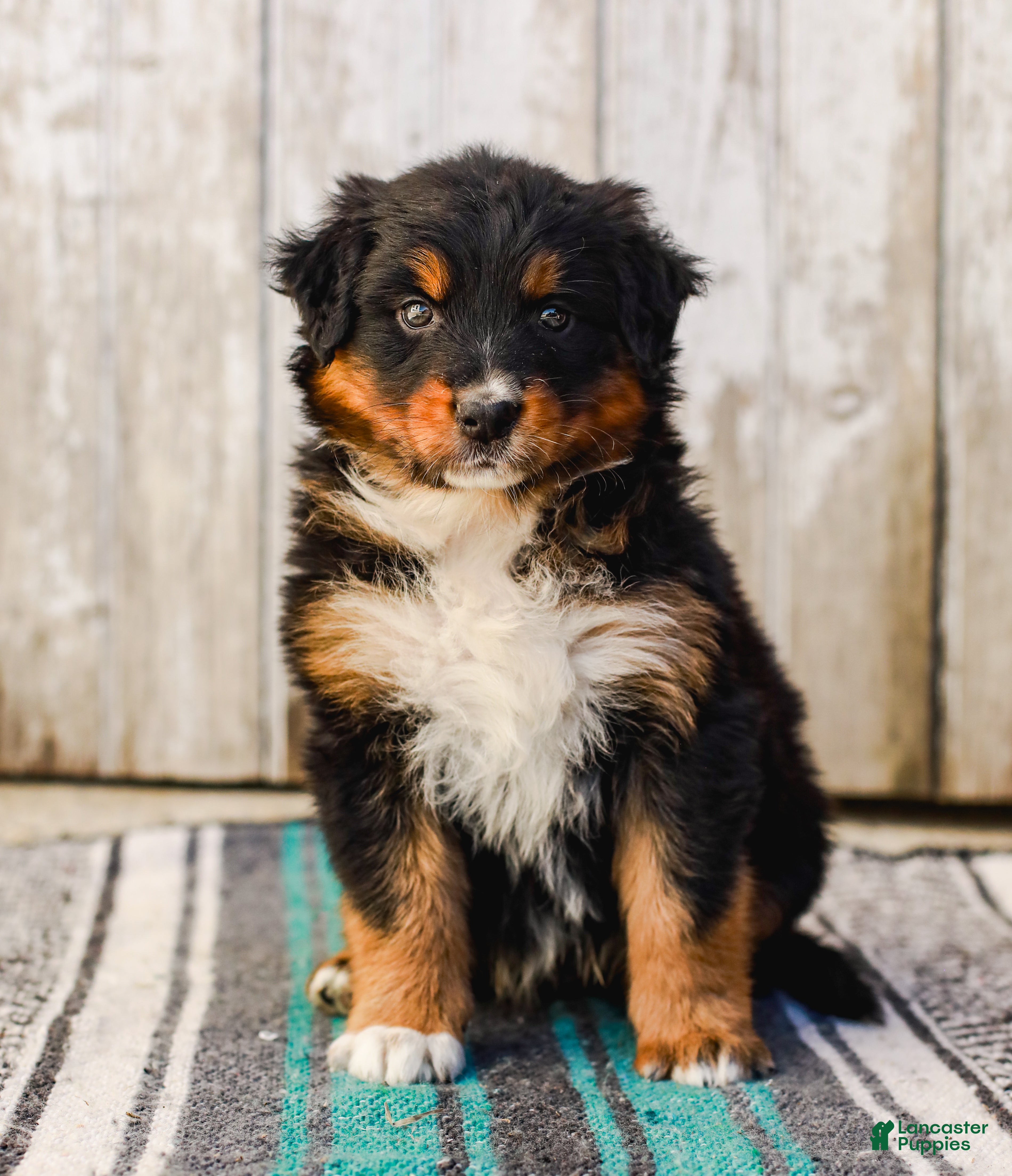 Australian Shepherd dogs Carson - Ad 2