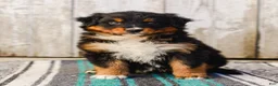 Australian Shepherd dogs for sale: Carson - Ad 2