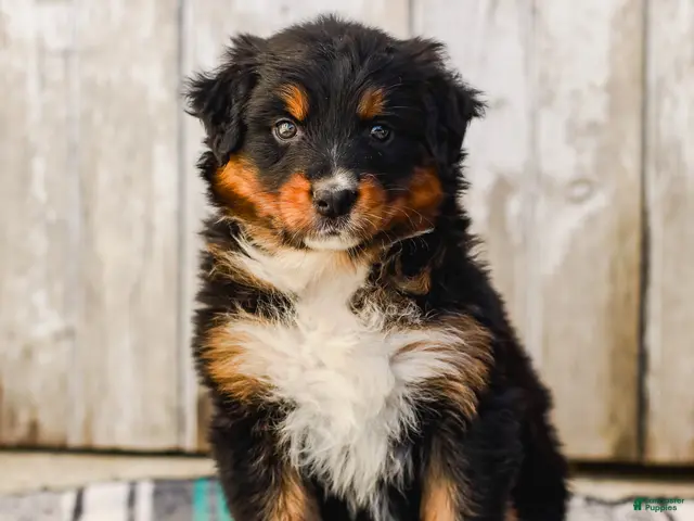 Australian Shepherd dogs for sale: Carson - Ad 2