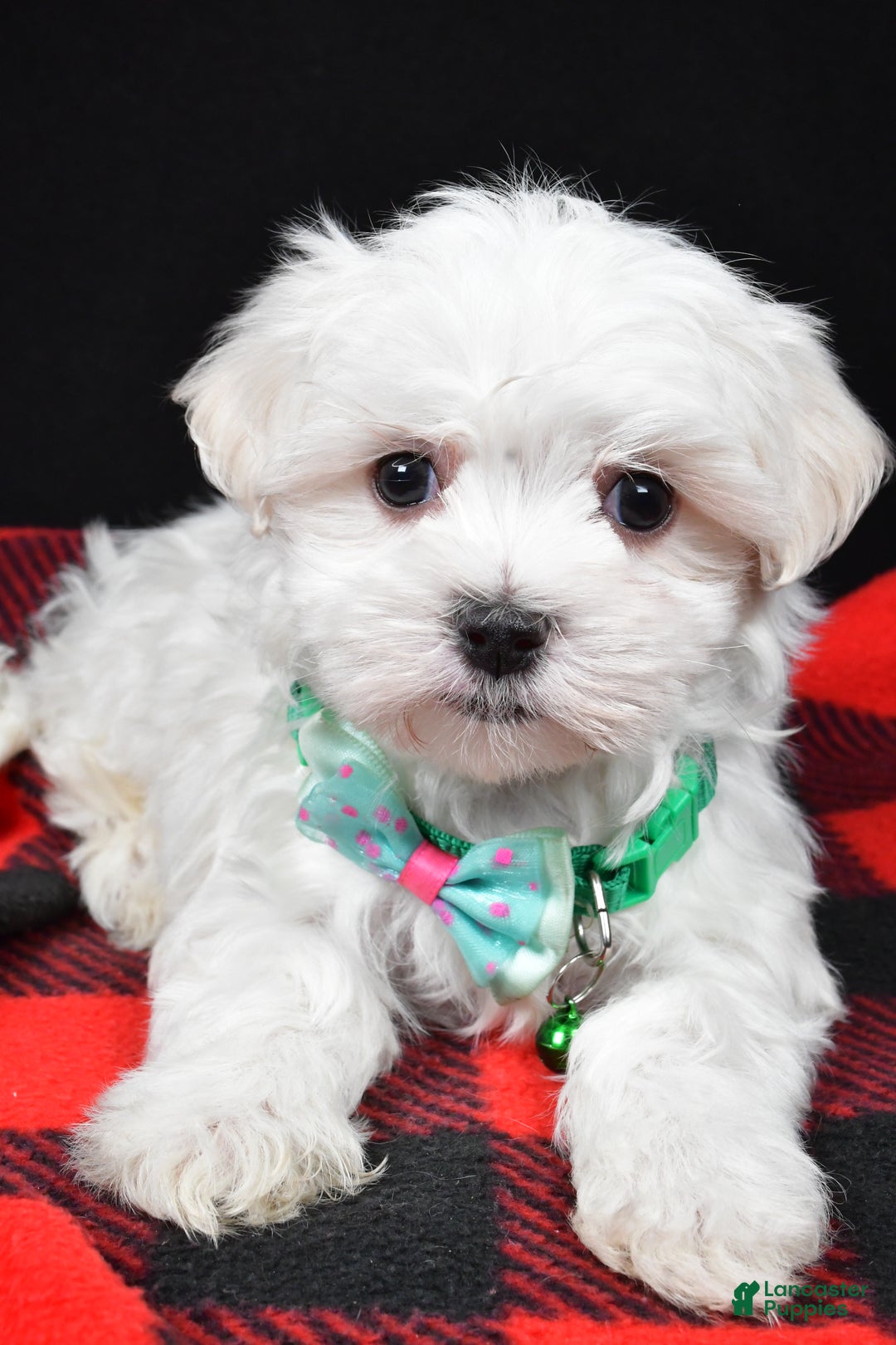 Maltese dogs for sale: Houston - Ad 4