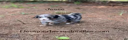Mini Bernedoodle dogs for sale: Jesse mini - Ad 5