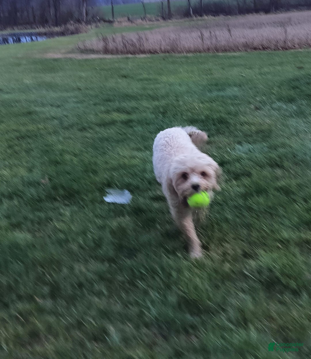 Cavapoo dogs for sale: Cavapoo Puppy 2 - Ad 3