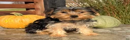 Yorkshire Terrier dogs for sale: Axel - Ad 10
