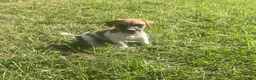 Jack Russell Terrier dogs for sale: Jack Russell Terrier Denver - Ad 4