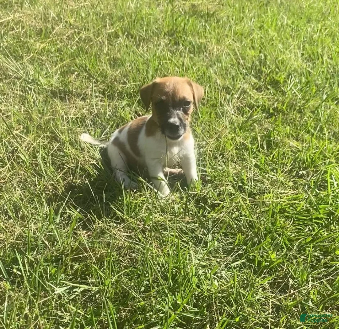 Jack Russell Terrier dogs for sale: Jack Russell Terrier Denver - Ad 4