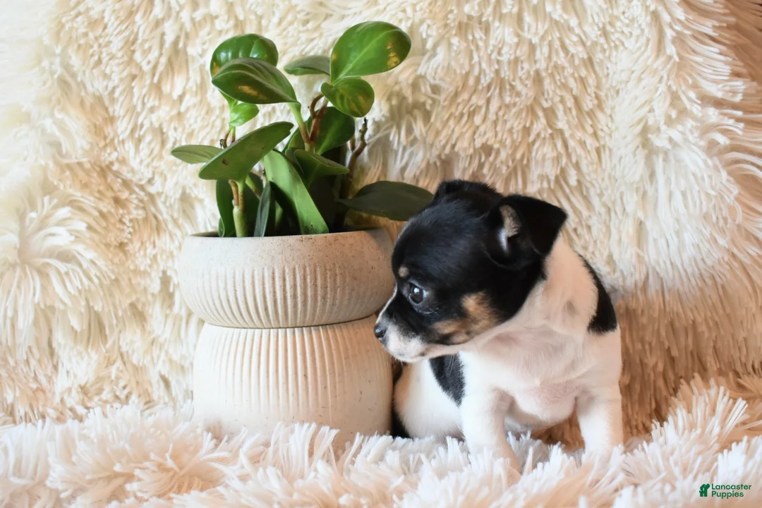 Chihuahua dogs for sale: Daisy - Ad 6