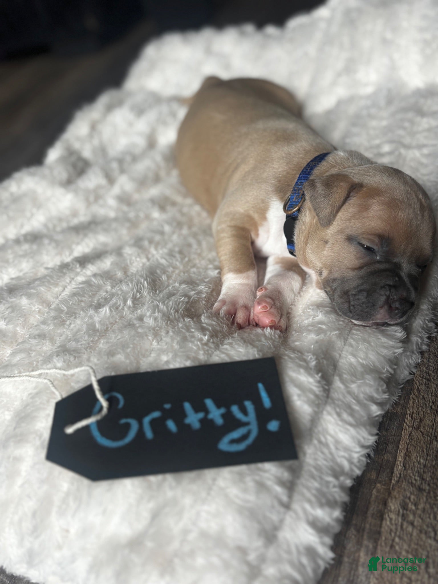 American Pit Bull Terrier dogs for sale: Gritty - Ad 1