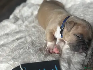 American Pit Bull Terrier dogs Gritty - Ad 17