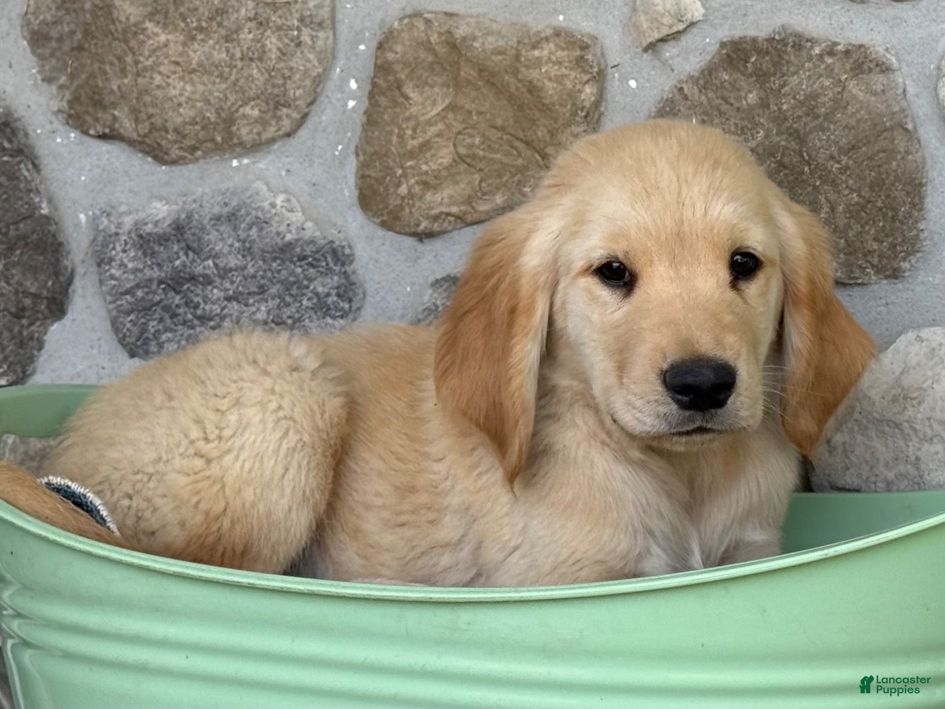 Golden Retriever dogs Rusty - Ad 2