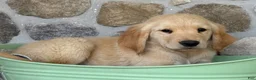 Golden Retriever dogs for sale: Rusty - Ad 2