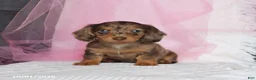 Miniature Dachshund dogs for sale: Twila - Ad 4