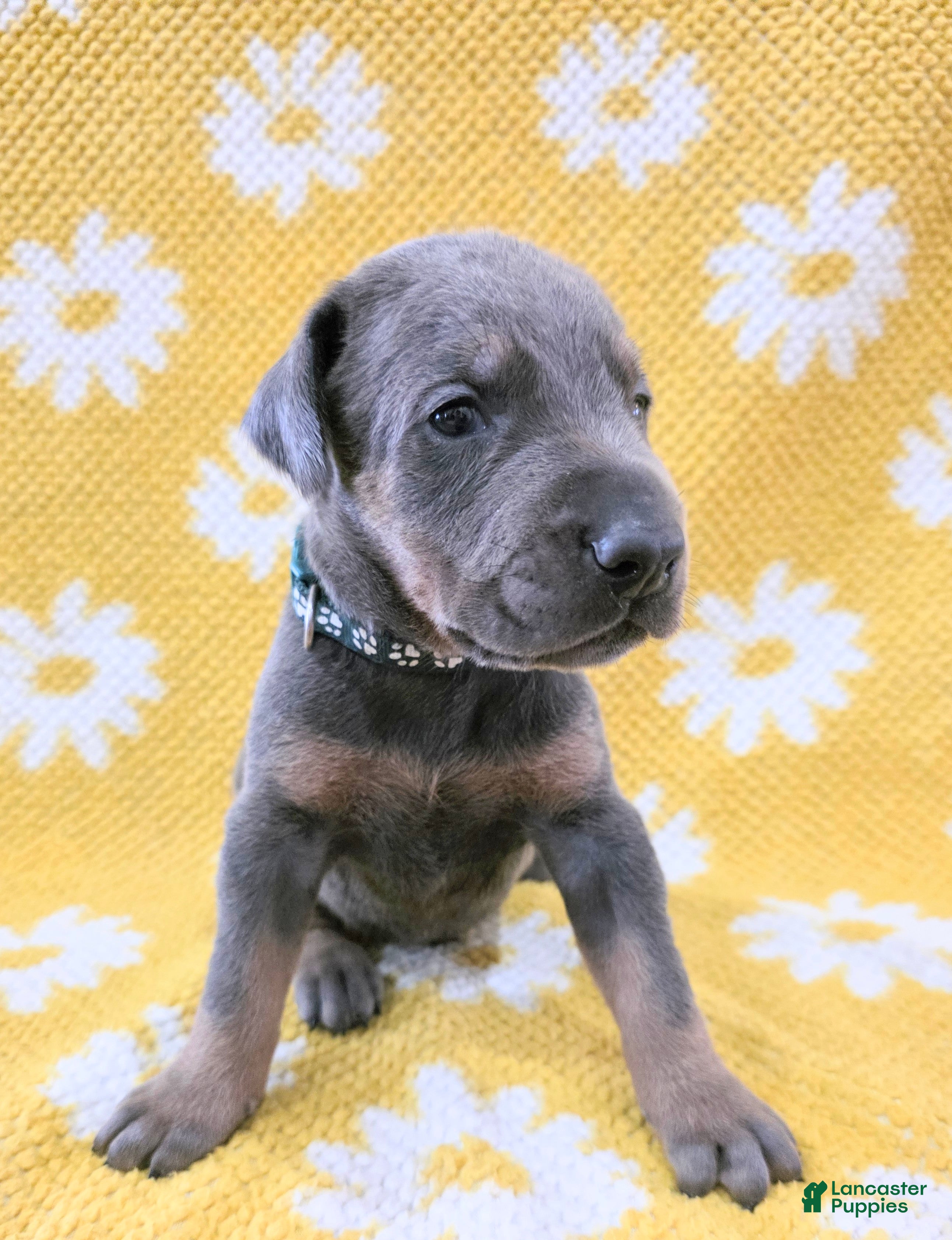 Doberman Pinscher dogs Doberman Pinscher Puppy 1 - Ad 40