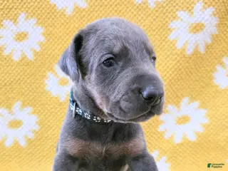 Doberman Pinscher dogs Doberman Pinscher Puppy 1 - Ad 40