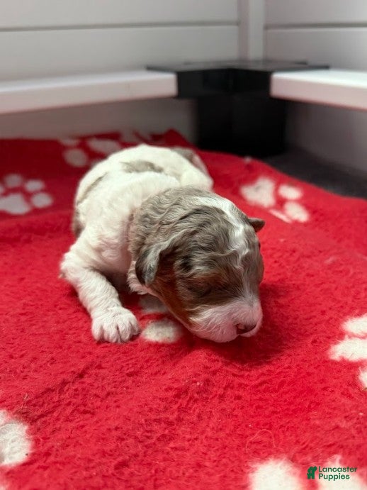 Miniature Poodle dogs Miniature Poodle Red - Ad 1