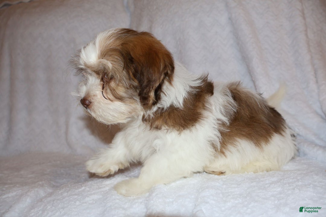 Shihpoo dogs for sale: Ethan - Ad 4