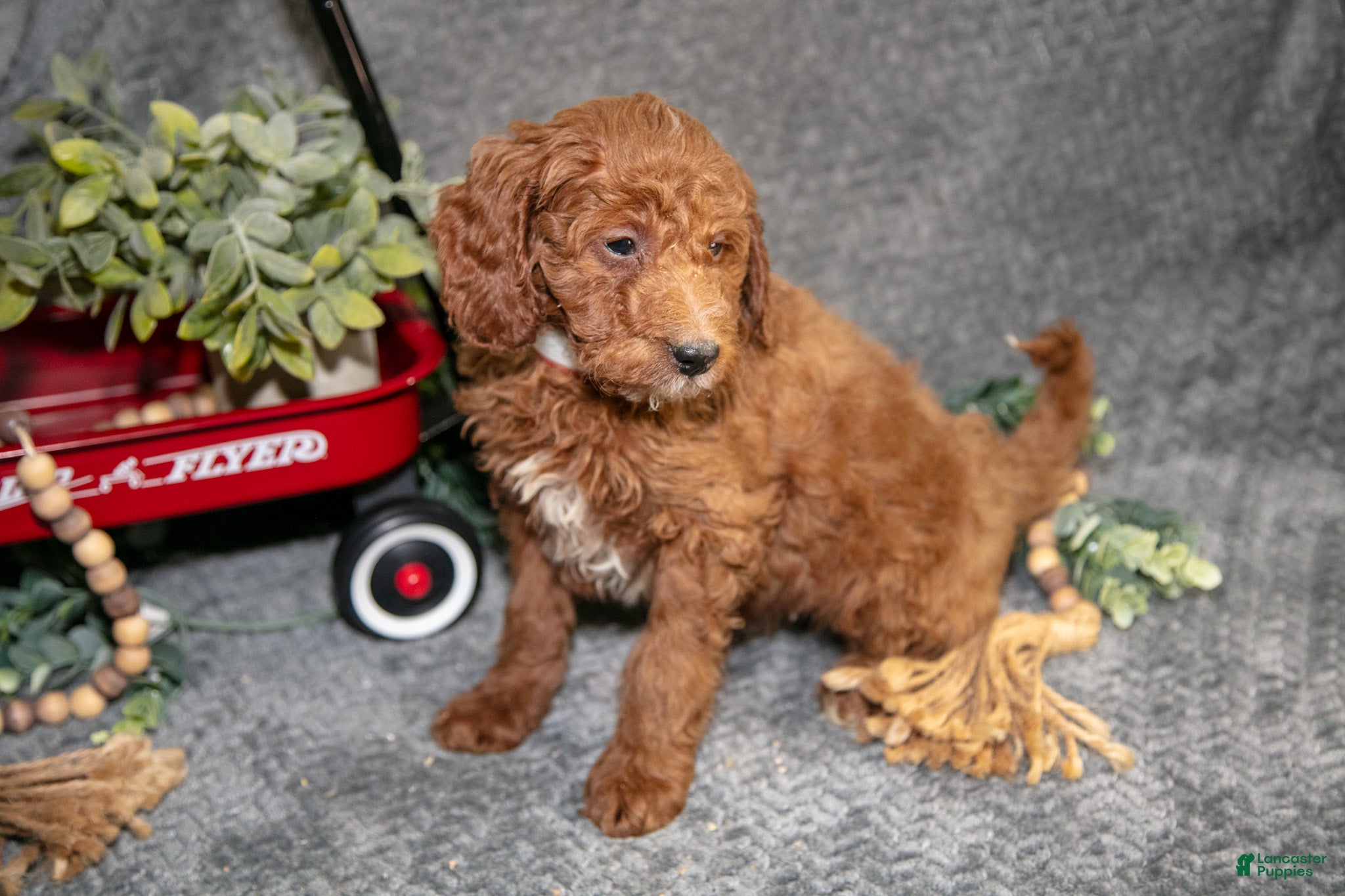 Miniature Poodle dogs Banjo - Ad 30