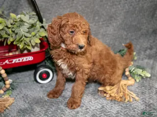 Miniature Poodle dogs Banjo - Ad 30