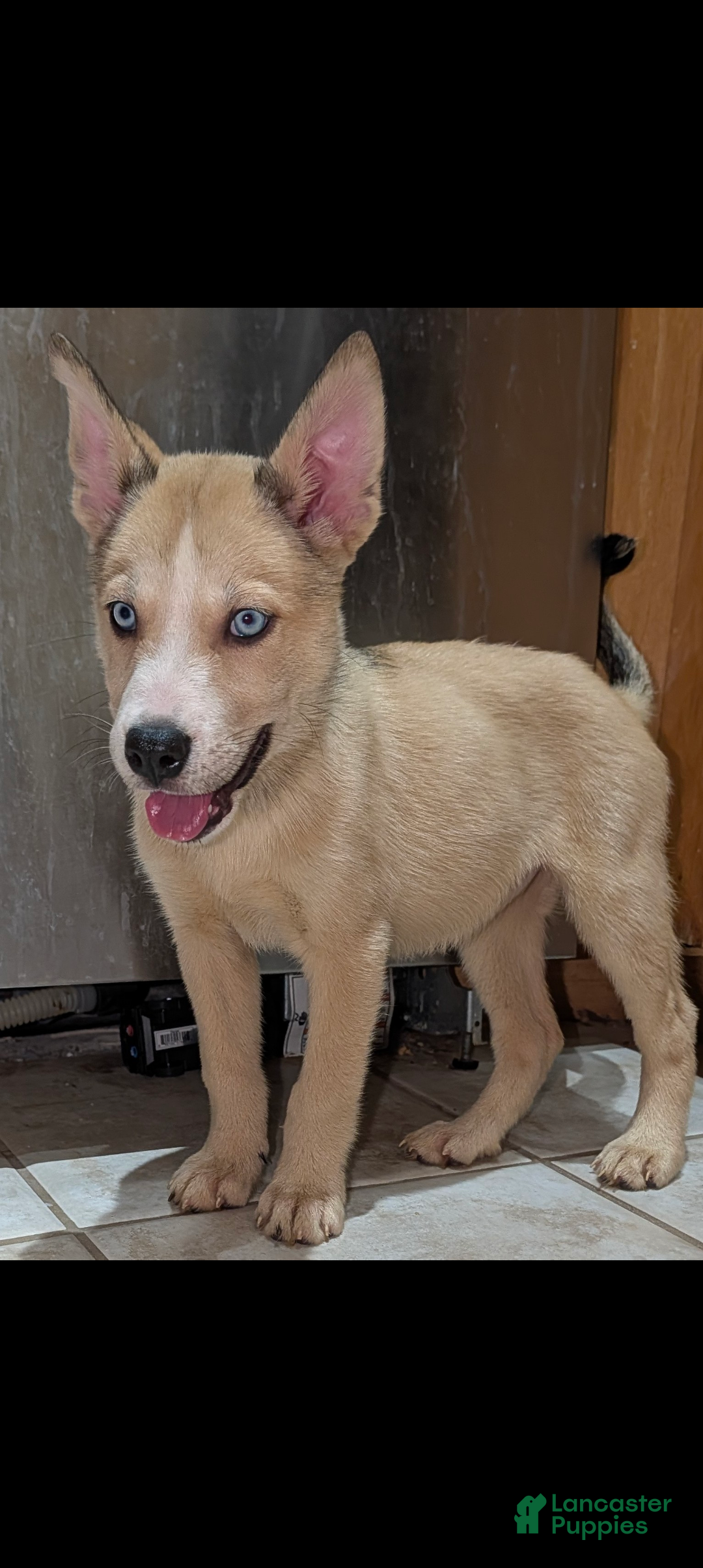 Pitsky dogs Celia - Ad 2