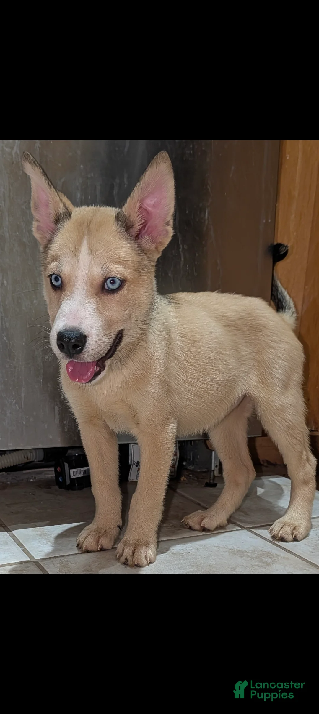 Pitsky dogs for sale: Celia - Ad 2