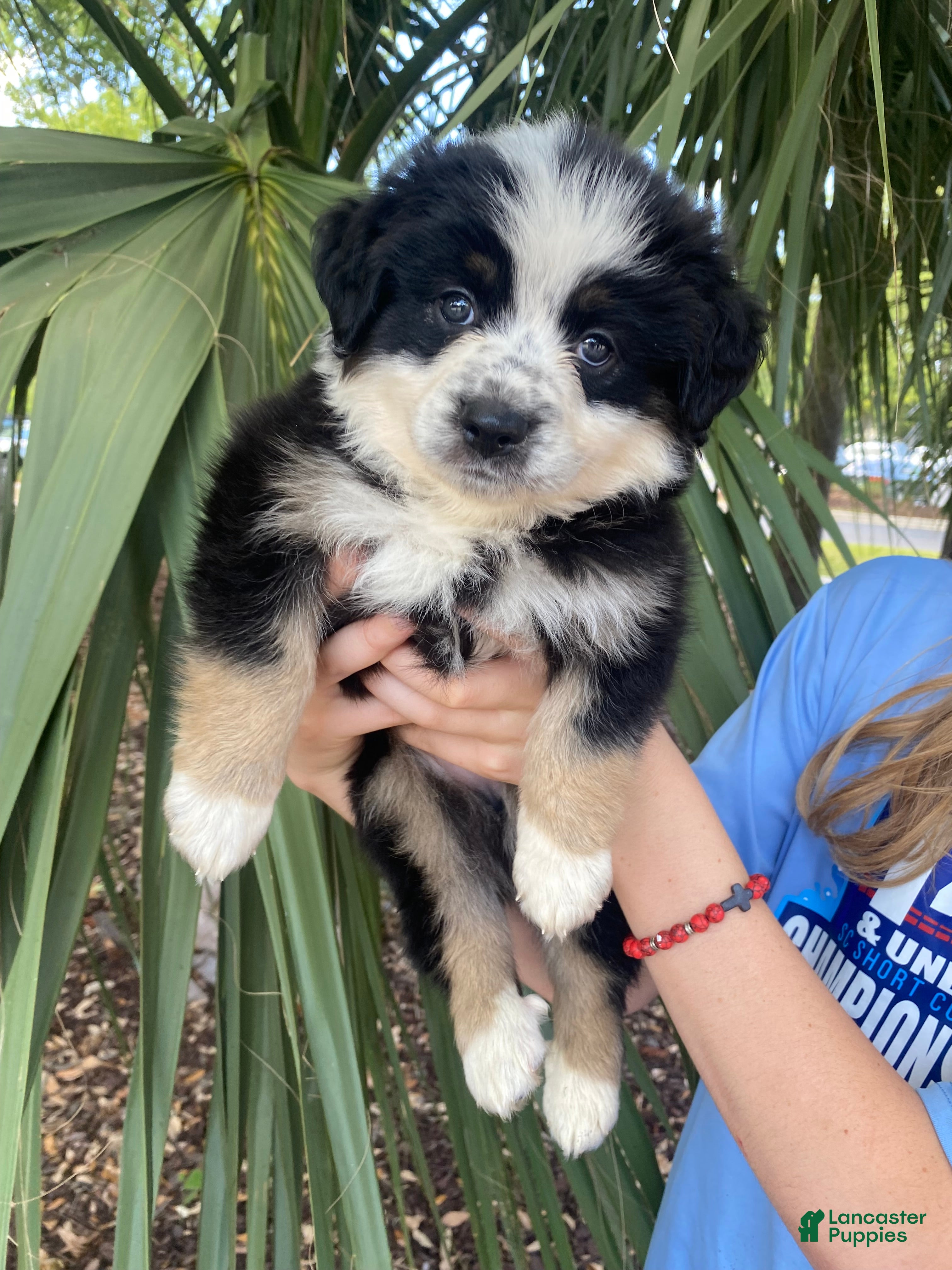 Australian Shepherd dogs for sale: Ninja Star  - Ad 1