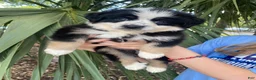 Australian Shepherd dogs for sale: Ninja Star  - Ad 1