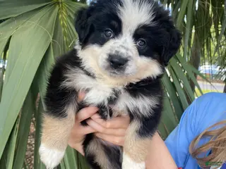 Australian Shepherd dogs for sale: Ninja Star - Ad 1