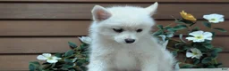Pomsky dogs for sale: Poppy - Ad 8