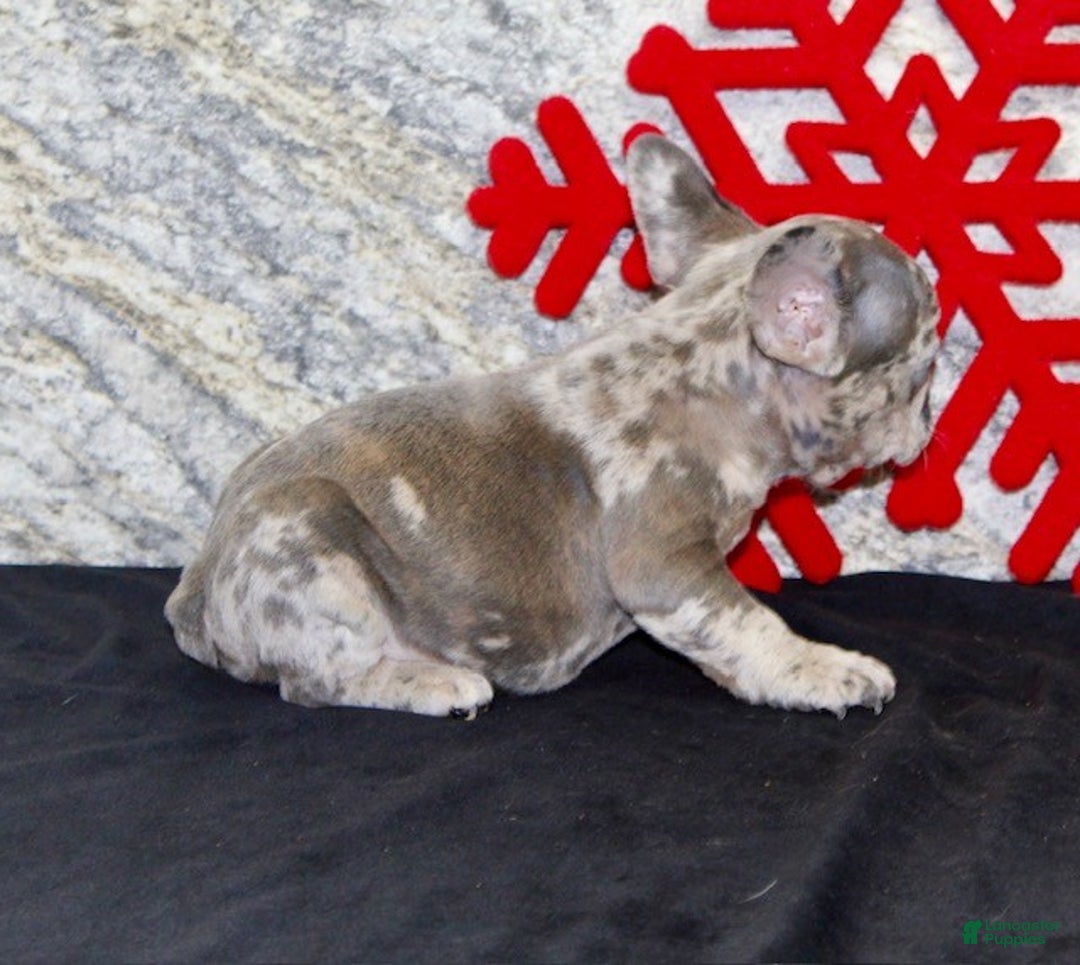 French Bulldog dogs for sale: Toby - Ad 7