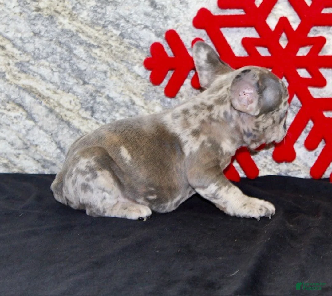 French Bulldog dogs for sale: Toby - Ad 7