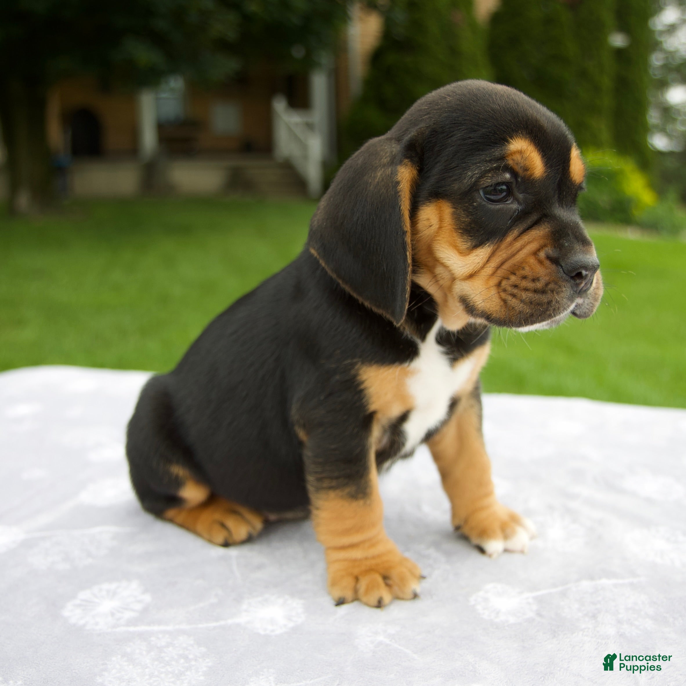 Beabull dogs Diesel - Ad 2