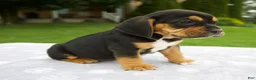 Beabull dogs for sale: Diesel - Ad 2