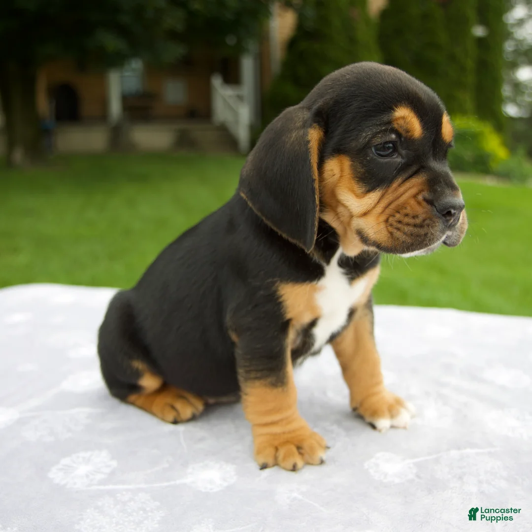 Beabull dogs for sale: Diesel - Ad 2