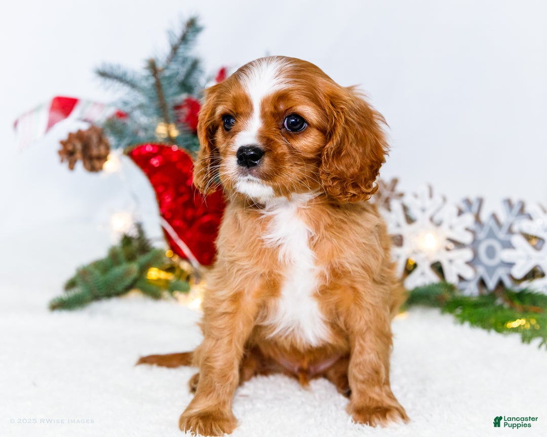 Cavalier King Charles Spaniel dogs for sale: Snowflake - Ad 4