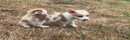 Mixed Breed dogs for sale: Lady - Ad 3