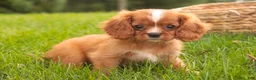 Cavalier King Charles Spaniel dogs for sale: Freddy Cavalier King Charles Spaniel  - Ad 7
