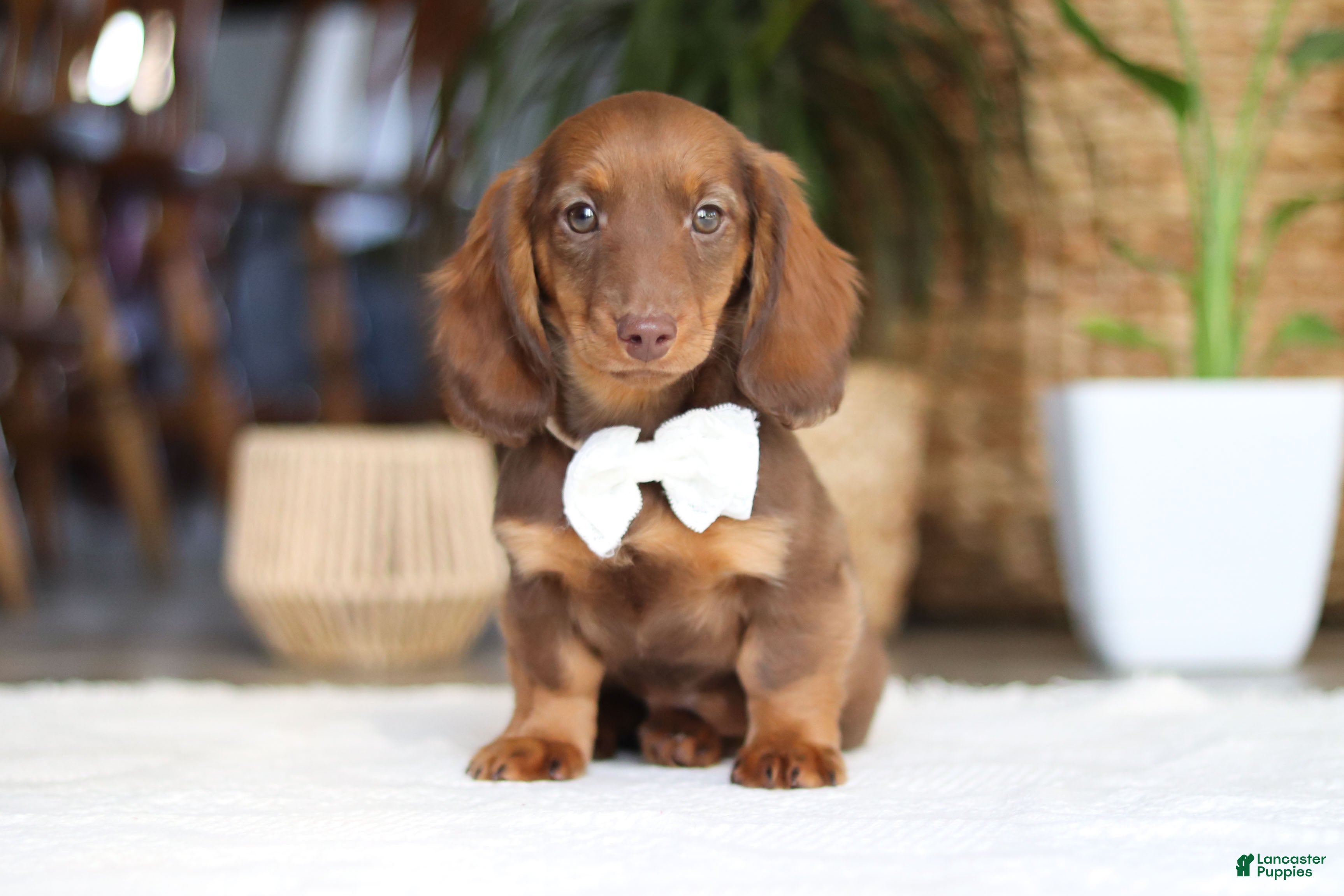 Miniature Dachshund dogs Bagel - Ad 1