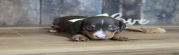 Miniature Dachshund dogs for sale: Tippy - Ad 5